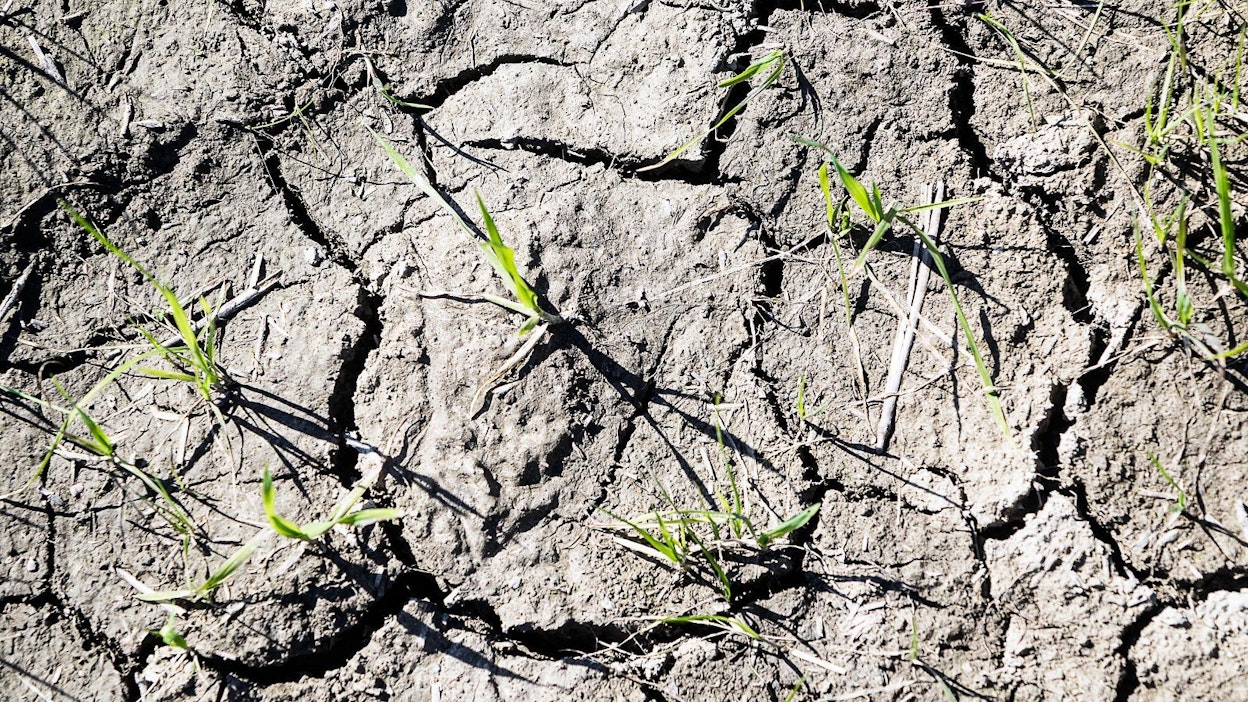 Kesän kuivuus kurittaa liettualaisia viljelijöitä.