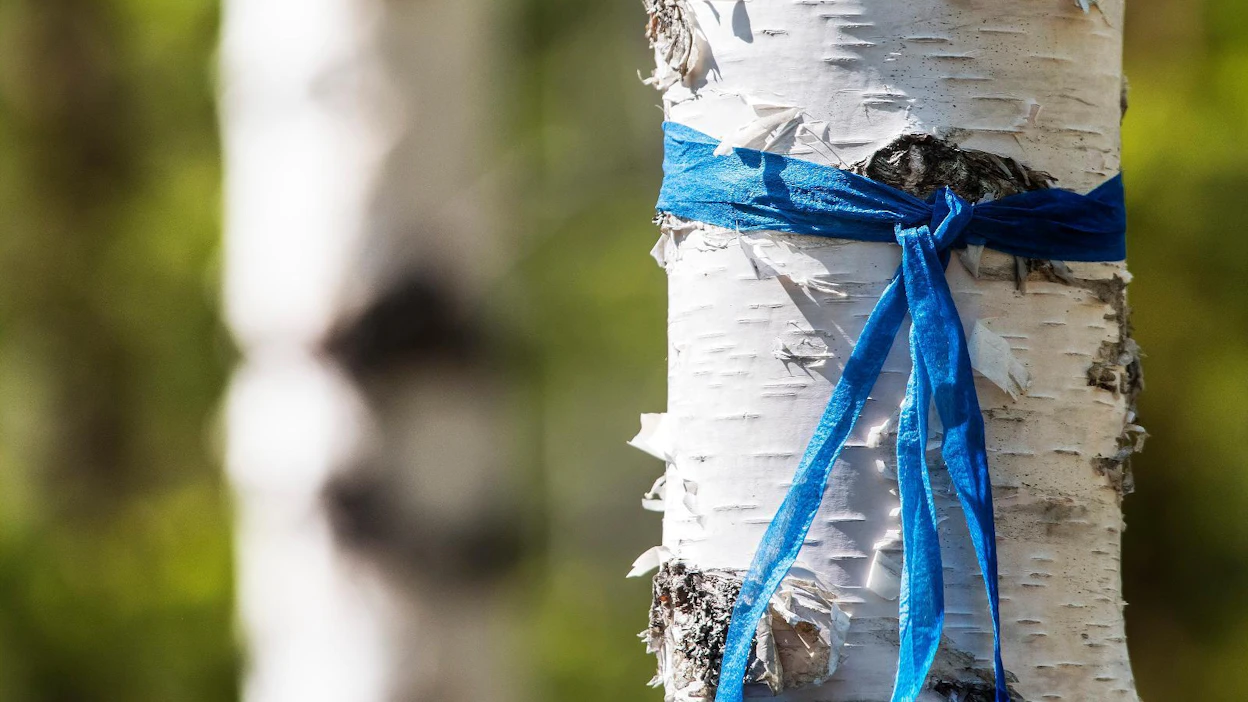 Päättääkö FSC saako metsää hakata myös niissä leimikoissa, jotka eivät kuulu sertifiointijärjestelmän piiriin?