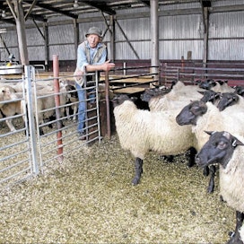 Kaj Sjunnessonista on tärkeää, että lampaat ovat paitsi lihaksikkaita myös helposti käsiteltäviä. Riitta Mustonen