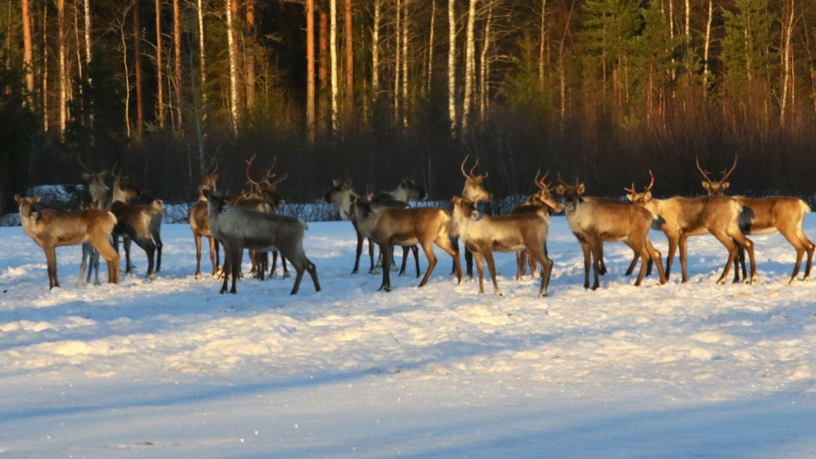 Metsäpeurat liikkuvat noin 30 eläimen laumoissa ja laumoja on Kauhavan alueella useita.