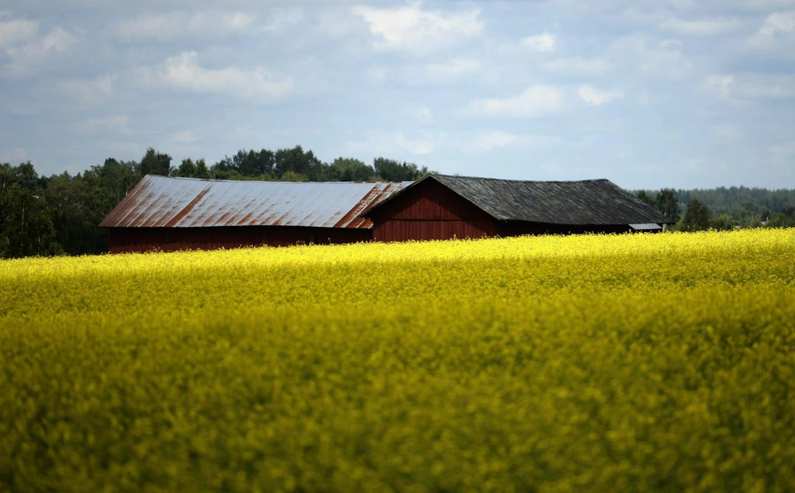 Vaurioriskejä viljakasveille tuovat olosuhteet, joissa lämpötiloissa tapahtuu isoja loikkia edestakaisin. LEHTIKUVA/Vesa Moilanen