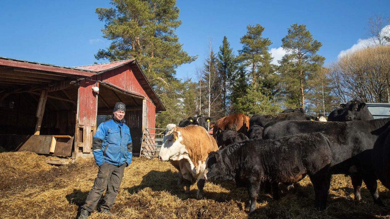 Jotkut hiehoista voivat tiinehtyä hyvin varhain, minkä vuoksi vieroitukset on syytä tehdä viimeistään kuuden kuukauden iässä. Selkeä astutusjakso helpottaa oikeaan aikaan vieroittamista, muistuttaa Pihvikarjaliiton hallituksen jäsen Janne Räisänen Varkaudesta.