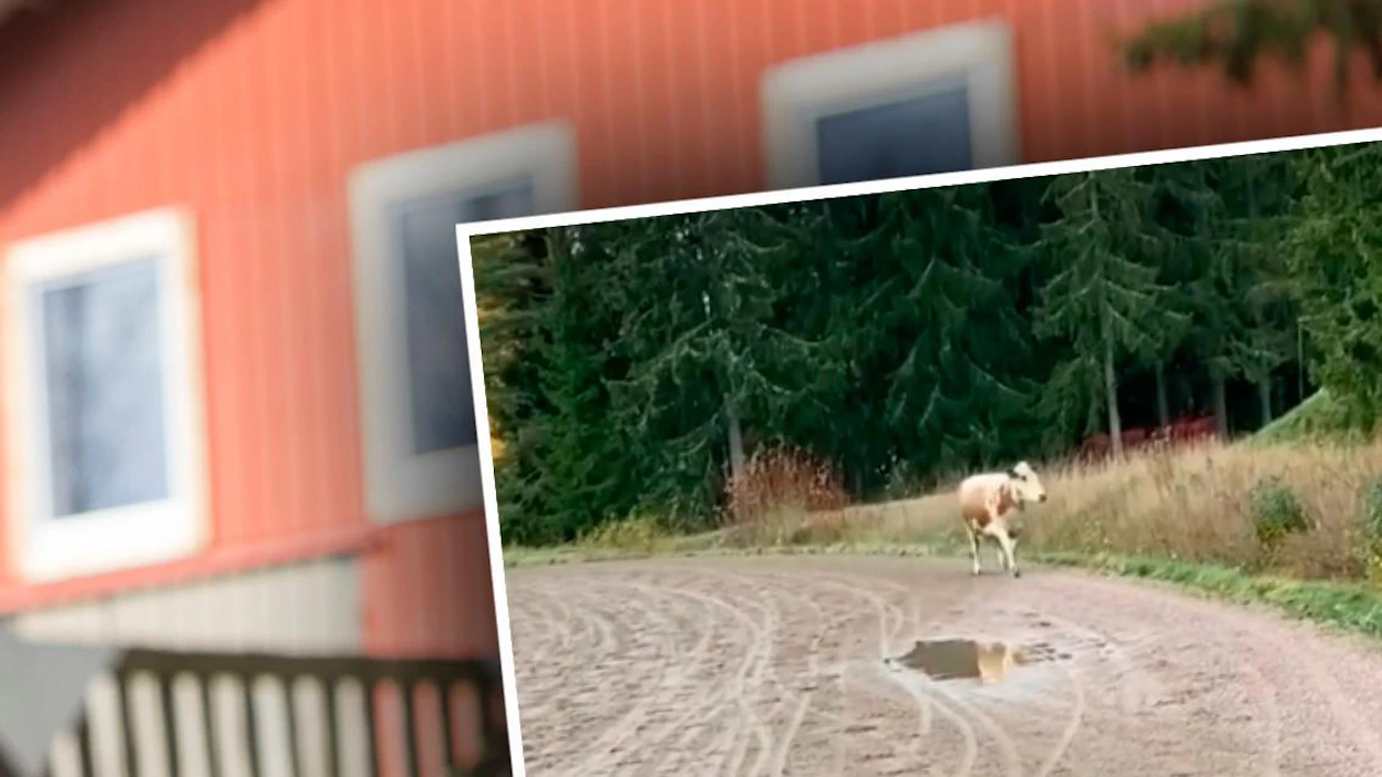 Kyytön hölkkä raviradalla päätyi myös videolle. Eläinsuojelukeskus Tuulispää on ilmaissut kiinnostuksensa ottaa kyyttö asukkaakseen.