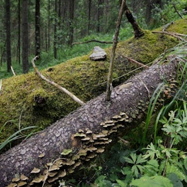 Vanhoissa metsissä hiiltä sitoutuu elävän puuston lisäksi lahopuuhun ja maaperään.
