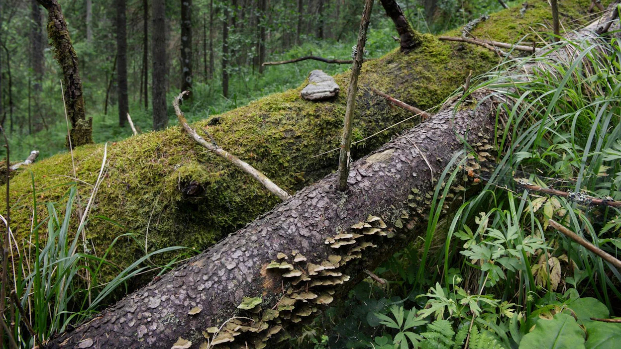 Vanhoissa metsissä hiiltä sitoutuu elävän puuston lisäksi lahopuuhun ja maaperään.
