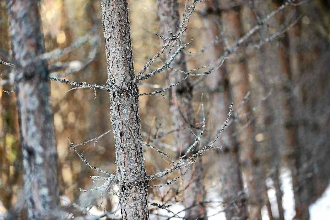 Verottajan mielestä alle kaksi hehtaaria ei riitä metsätalouden harjoittamiseksi. Pienistä metsätiloista kuuluisi siksi maksaa kiinteistöveroa.