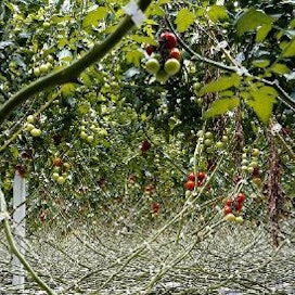 Freya Najade: Tomatoes, 2012.