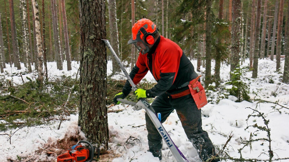 Markkinoilla on useita hakkuutyössä tarvittavia järeämpien ja kaatosuuntaa vastaan kallellaan olevien runkojen kaatamiseen tarkoitettuja kaatoavustimia. Kellfri tarjoaa kohtuuhintaista ja kevyttä alumiinista versiota. Koneviesti koeponnisti sitä hakkuulla.