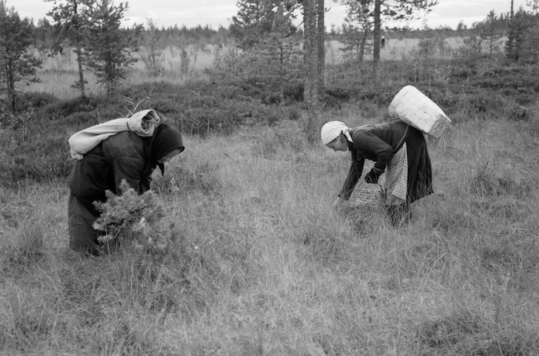 Naiset poimivat karpaloita Karjalankannaksella vuonna 1937.