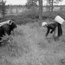 Naiset poimivat karpaloita Karjalankannaksella vuonna 1937.