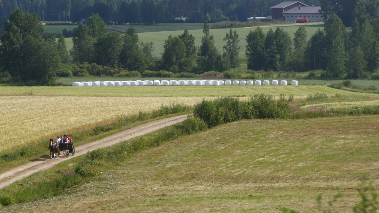 Tuotantonurmien ohella tiloilla voi olla ympäristönurmia. Niiden tarkoituksena on hoitaa luontoa, ei ruoantuotanto, kirjoittaja muistuttaa. Kuvituskuva.