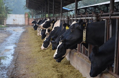 Maailman kaksi suurinta maatilaa sijaitsevat Kiinassa ja tuottavat maitoa. Tämä kiinalaistila Pekingin lähellä ei yllä suurimpien joukkoon.
