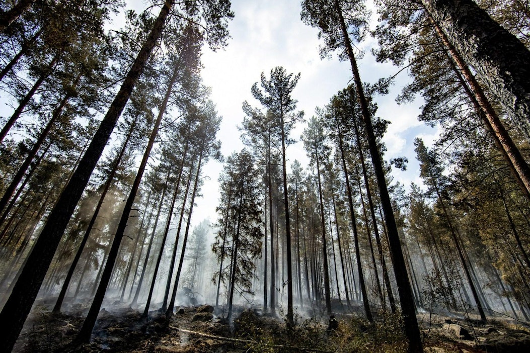 Metsäpalot ovat tänä vuonna olleet myös keskimääräistä suurempia. LEHTIKUVA / RONI LEHTI