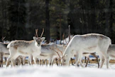 Suuri osa eteläisen poronhoitoalueen poroista viettää talven tarhassa. Kesäisin ne voivat aiheuttaa vahinkoa laiduntamalla nurmipelloilla. Peltojen aitaus koetaan Paliskuntain yhdistyksen raportin mukaan parhaimmaksi vaihtoehdoksi.