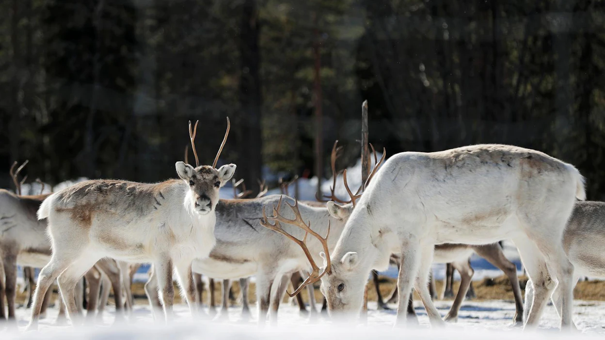 Suuri osa eteläisen poronhoitoalueen poroista viettää talven tarhassa. Kesäisin ne voivat aiheuttaa vahinkoa laiduntamalla nurmipelloilla. Peltojen aitaus koetaan Paliskuntain yhdistyksen raportin mukaan parhaimmaksi vaihtoehdoksi.
