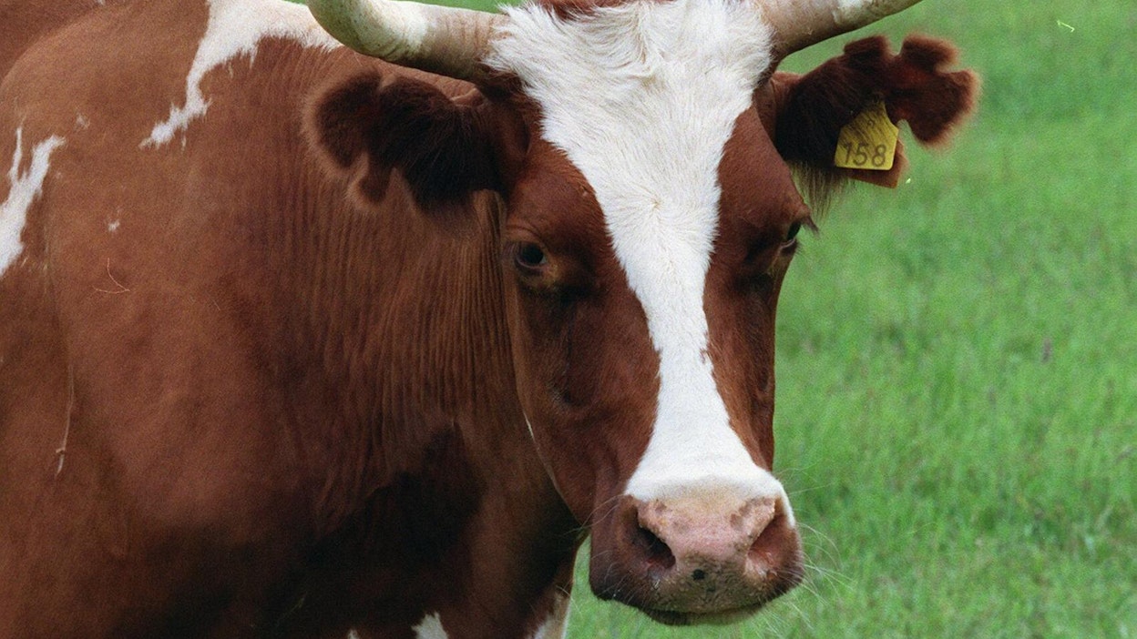 Sveitsiläiset äänestävät sunnuntaina lehmien sarviin liittyvästä kysymyksestä.