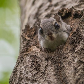 Liito-orava luokitellaan Suomessa vaarantuneeksi, koska sen kanta on pienentynyt 1900-luvun puolivälistä lähtien. Kuvituskuvan liito-orava kurkisti tikankolosta Virolahdella heinäkuussa 2019.