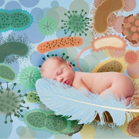 Keisarileikkauksella syntyneiden lasten erilainen suolen mikrobisto on liitetty muutoksiin immuunijärjestelmän kehityksessä ja alttiuteen erilaisille sairauksille.