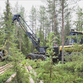Jarno Koivisto tekee harvennushakkuuta noin 50-vuotiaassa männikössä. Puut ovat noin 12 metriä pitkiä. Kahdeksan tunnin vuoron aikana hakkuusta kertyy 50–100 kuutiometriä puuta. Marita Waenerberg
