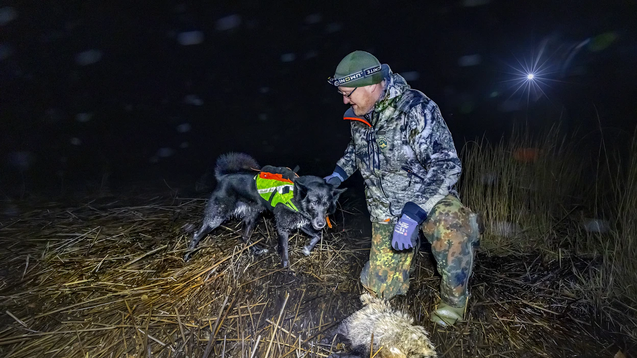 Monet metsästyskoirarodut soveltuvat pintapyyntiin. Laika on rotuna Sami Haskon mieleen, hänen jahtikaverinsa on nimeltään Siiri.