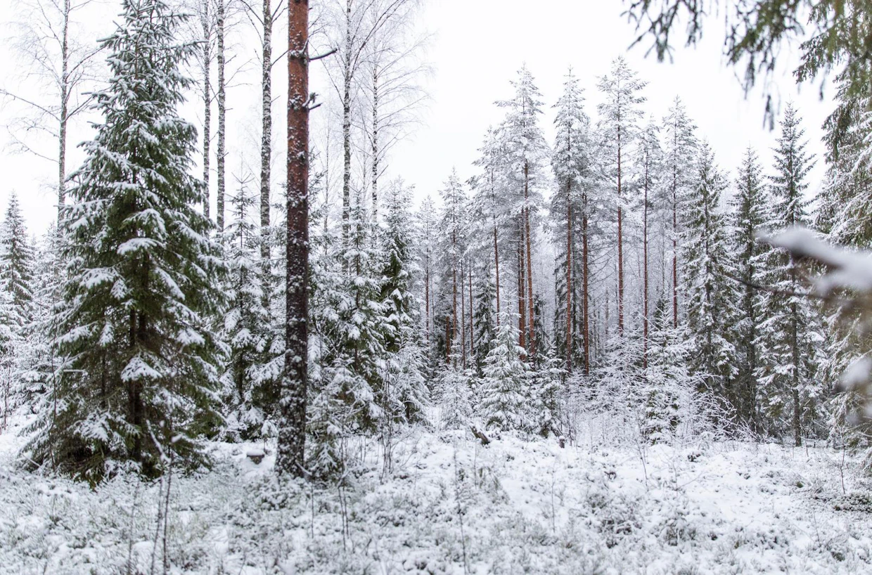 Isojärvellä viljavat kasvupaikat taimettuivat järjestään hyvin. Karuilla paikoilla kuusen taimia syntyi paljon, männyn taimia ei niinkään.