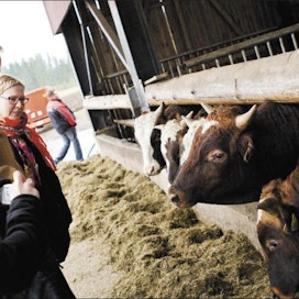 Timo Heinonen ja Aino-Kaisa Pekonen tutustuivat maatilakierroksella sekä tilojen isäntäväkeen että lukuisaan joukkoon eläimiä, kuten Mirva Lanssilan ja Hannu Koskisen sonneihin. Kalle Särkkä