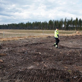 Raahelainen viljelijä Sauli Joensuu kävelee tukikelvottomalla raiviopellolla. Taustalla tukikelpoista vanhaa peltoa. Jatkossa aluetta viljellään yhtenäisenä.