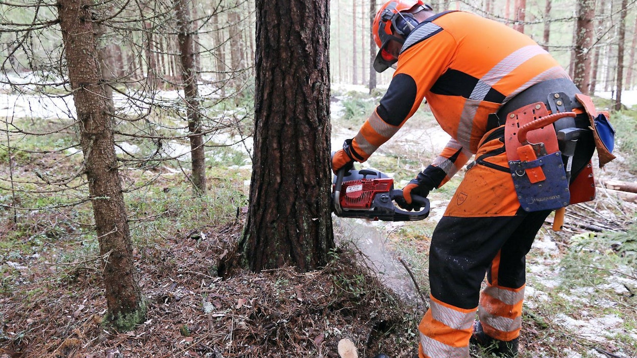 Järeämpien runkojen hakkuulla ja katkonnassa vääntävä ja tukeva saha on miellyttävä kumppani. Efco MTH 5100 tarjoaa sopivan ja edullisen sahan tällaiseen käyttöön.