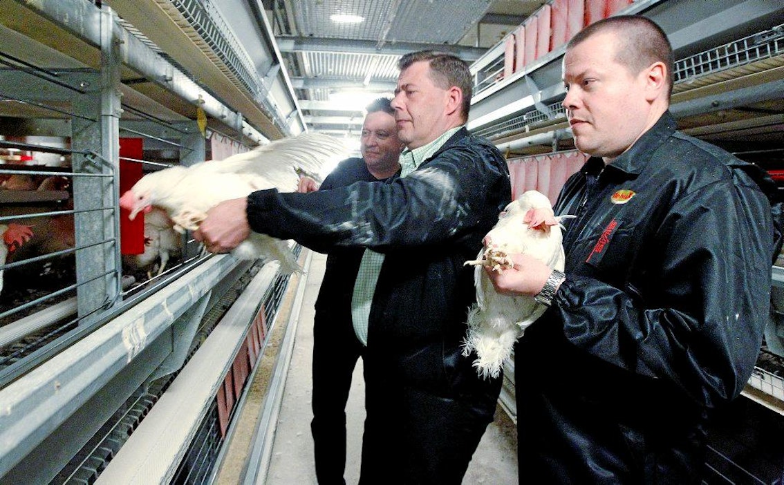 Kananmunien salmonella kiinnostaa kuluttajaa - Maatalous - Maaseudun  Tulevaisuus
