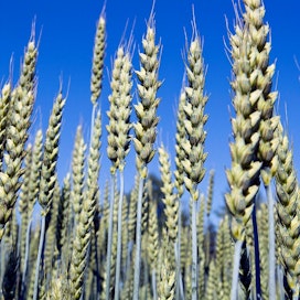 FAO nosti kuluvan vuoden vehnän satoennustetta 754 miljoonaan tonniin.