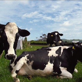 Uudessa-Seelannissa lehmät ovat ympäri vuoden ulkona, eikä erillisiä eläinsuojia rakenneta. tiina taipale