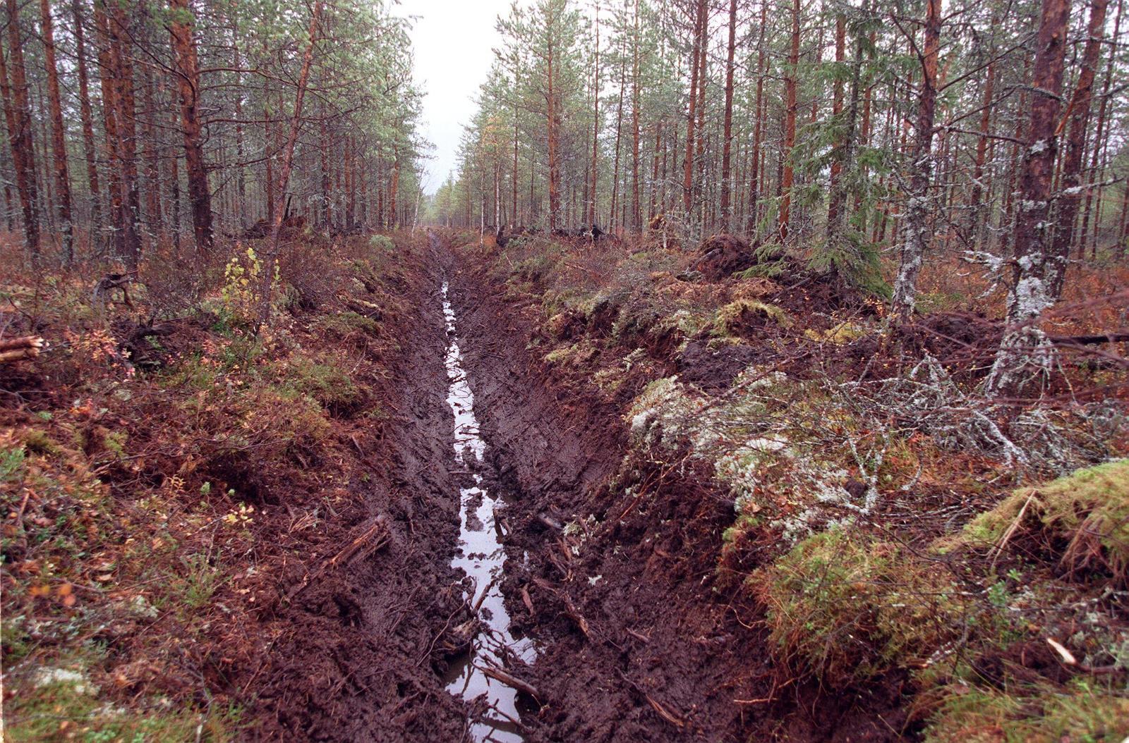 Ojitettujen soiden hiilidioksidipäästöistä yritetään jatkossa päästä kunnolla selvyyteen.