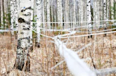 Rauduskoivun mahla on laadukkainta, mutta hieskoivusta sitä saadaan enemmän.