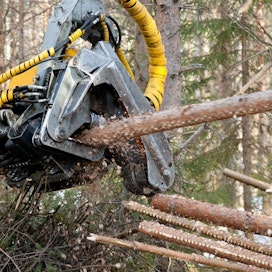 Energiapuuta saadaan muun muassa harvennettaessa metsää.