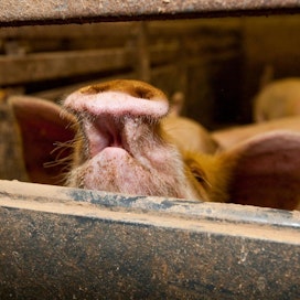 Afrikkalaisen sikaruton leviäminen sikaloihin pyritään estämään, mutta siitä huolimatta tämänkin vuoden aikana tapauksia on todettu Euroopassa jo reilusti yli 200. Kuvan siat eivät liity uutiseen.