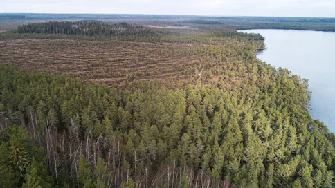 Kurjenrahkan kansallispuisto on soista erämaata, vaikka Turun torille on alle 40 kilometriä. Viime vuonna puistossa vieraili virallisesti 86000 kävijää, todennäköisesti paljon enemmän.