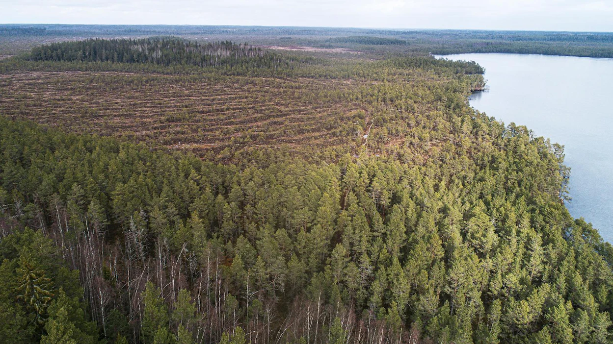 Kurjenrahkan kansallispuisto on soista erämaata, vaikka Turun torille on alle 40 kilometriä. Viime vuonna puistossa vieraili virallisesti 86000 kävijää, todennäköisesti paljon enemmän.