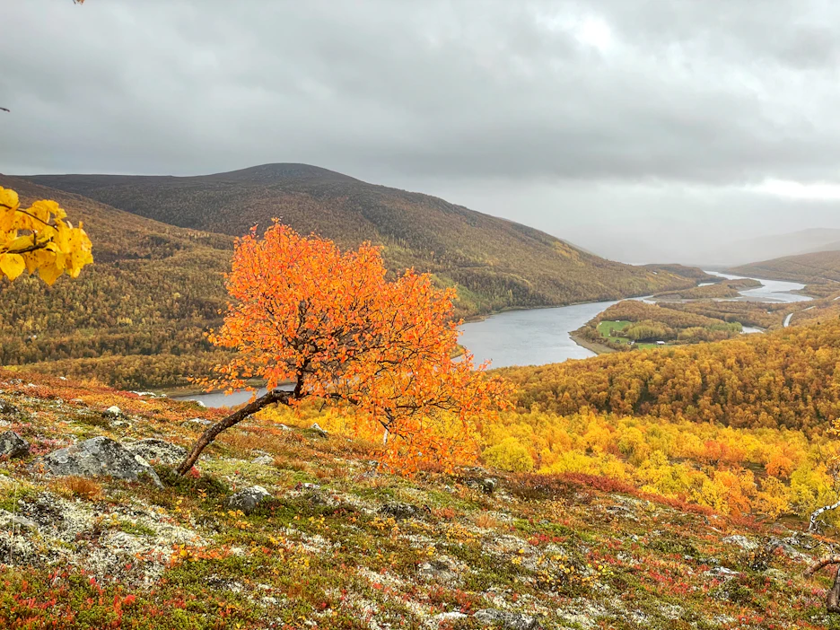 Ruska hehkui upeana 16. syyskuuta Paistunturilla Utsjoella. Taustalla Tenojoki ja Norjan tuntureita.