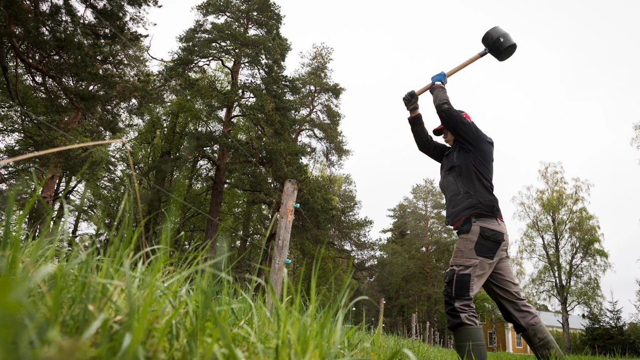 Harjoittelija Eino Moilanen iski aidantolppia paikoilleen Sivosten tilalla maanantaina.