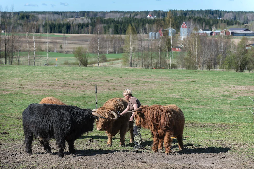 Kauhajokelaisella Hyypän maisema-alueella laiduntaa Riverhill's Highland -tilan lihakarja. Johanna Rotola-Pukkilan maatila on Farmari-näyttelyn yksi vierailukohde.