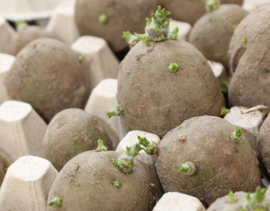 Venäjä haluaa tehostaa perunan tuotantoaan moderneilla jalostusmenetelmillä.