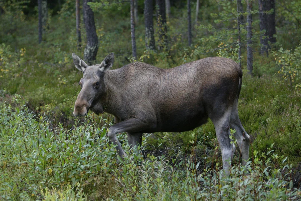 Ruotsalaishirven vapautusoperaatio kesti monta minuuttia. Kuvan hirvi ei liity tapaukseen.