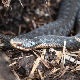 Kyykäärmeen sahalaitakuvio ei ole pelkkä koriste, vaan se suojaa käärmettä saalistajilta tehokkaasti.