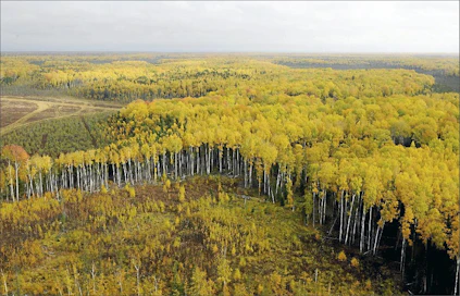 Venäjällä metsät jäävät laajojen avohakkuiden jälkeen usein vailla hoitoa, jolloin lehtipuusto valtaa alaa. Maan metsäteollisuudella on monin paikoin pulaa havutukista. Kuva on Länsi-Siperian Hanti-Mansiasta. Martti Kainulainen/lehtikuva