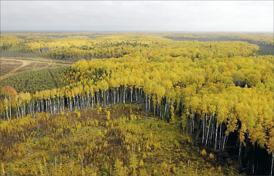 Venäjällä metsät jäävät laajojen avohakkuiden jälkeen usein vailla hoitoa, jolloin lehtipuusto valtaa alaa. Maan metsäteollisuudella on monin paikoin pulaa havutukista. Kuva on Länsi-Siperian Hanti-Mansiasta. Martti Kainulainen/lehtikuva