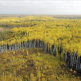 Venäjällä metsät jäävät laajojen avohakkuiden jälkeen usein vailla hoitoa, jolloin lehtipuusto valtaa alaa. Maan metsäteollisuudella on monin paikoin pulaa havutukista. Kuva on Länsi-Siperian Hanti-Mansiasta. Martti Kainulainen/lehtikuva