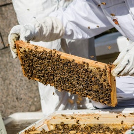 Mehiläistaloudelle on luvassa pesäkohtaisia tukia.