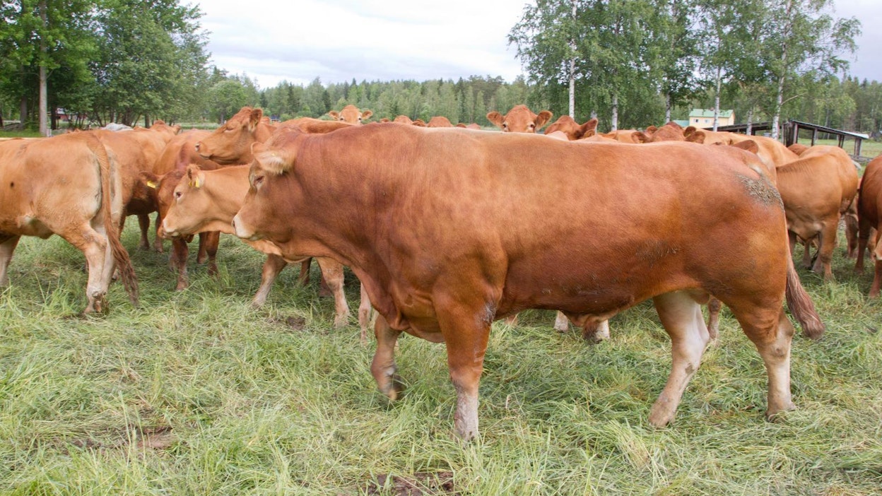 Iso sonni on kunnioitusta herättävä ilmestys. Kuvan eläin ei liity Ruokolahden tapaukseen.