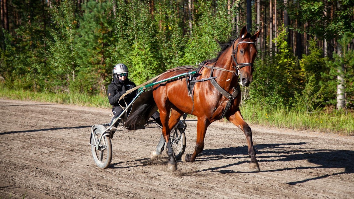 Harjoitusraviradat ovat tärkeä perusta monilla alueilla paikalliselle raviharrastukselle, mutta harjoitusratojen on viime vuosina ollut vaikea saada tukea Suomen Hippokselta. Aiemmin tukea tuli monin paikoin säännöllisesti. Kuvan Veera Vekola ja Frozen A.F. eivät liity tapaukseen.