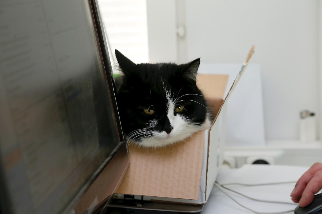 Kissa lieventää stressiä ja lämmittelee pahvilaatikossa.